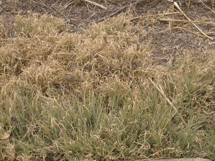 Buffalograss