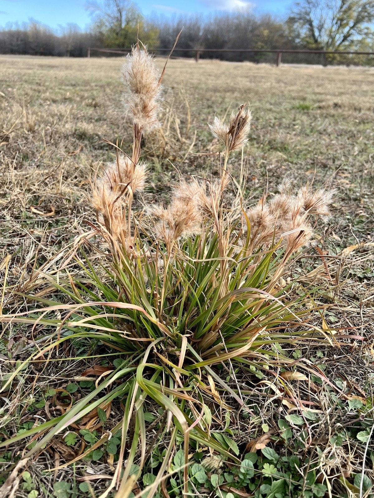Bushy Bluestem