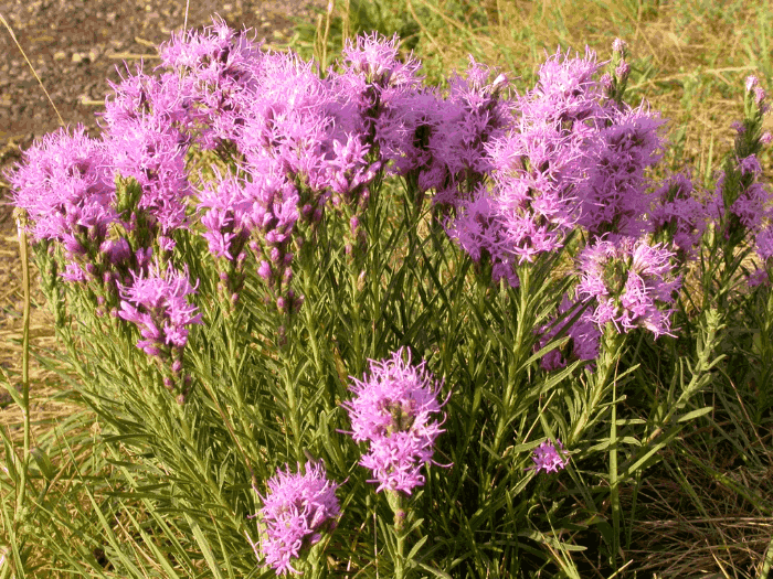 Dotted Gayfeather