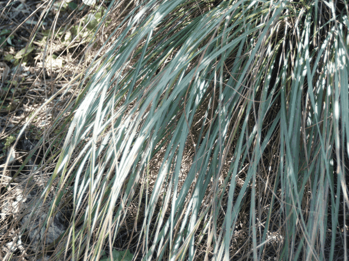 Eastern Gamagrass