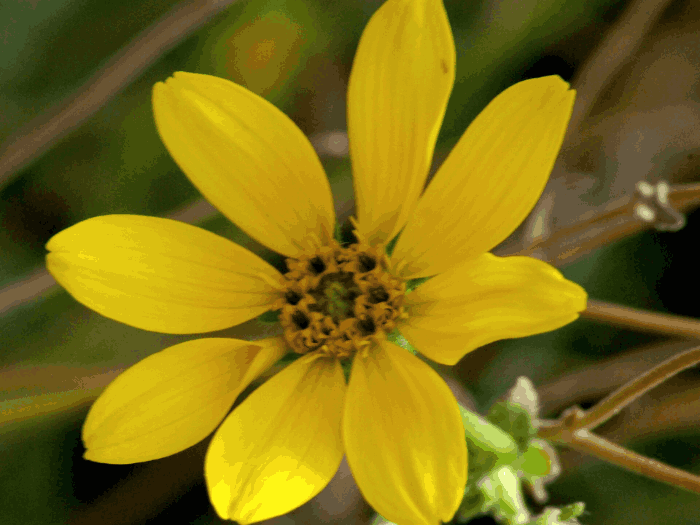 Engelmann Daisy