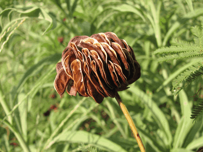 Illinois Bundleflower