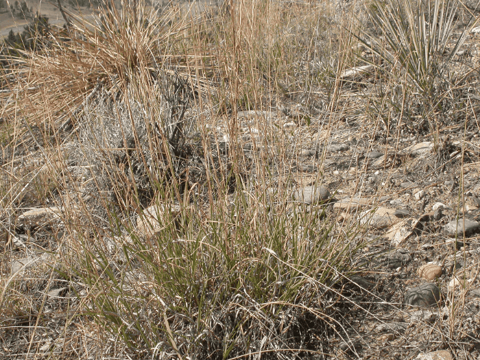 Sideoats Grama