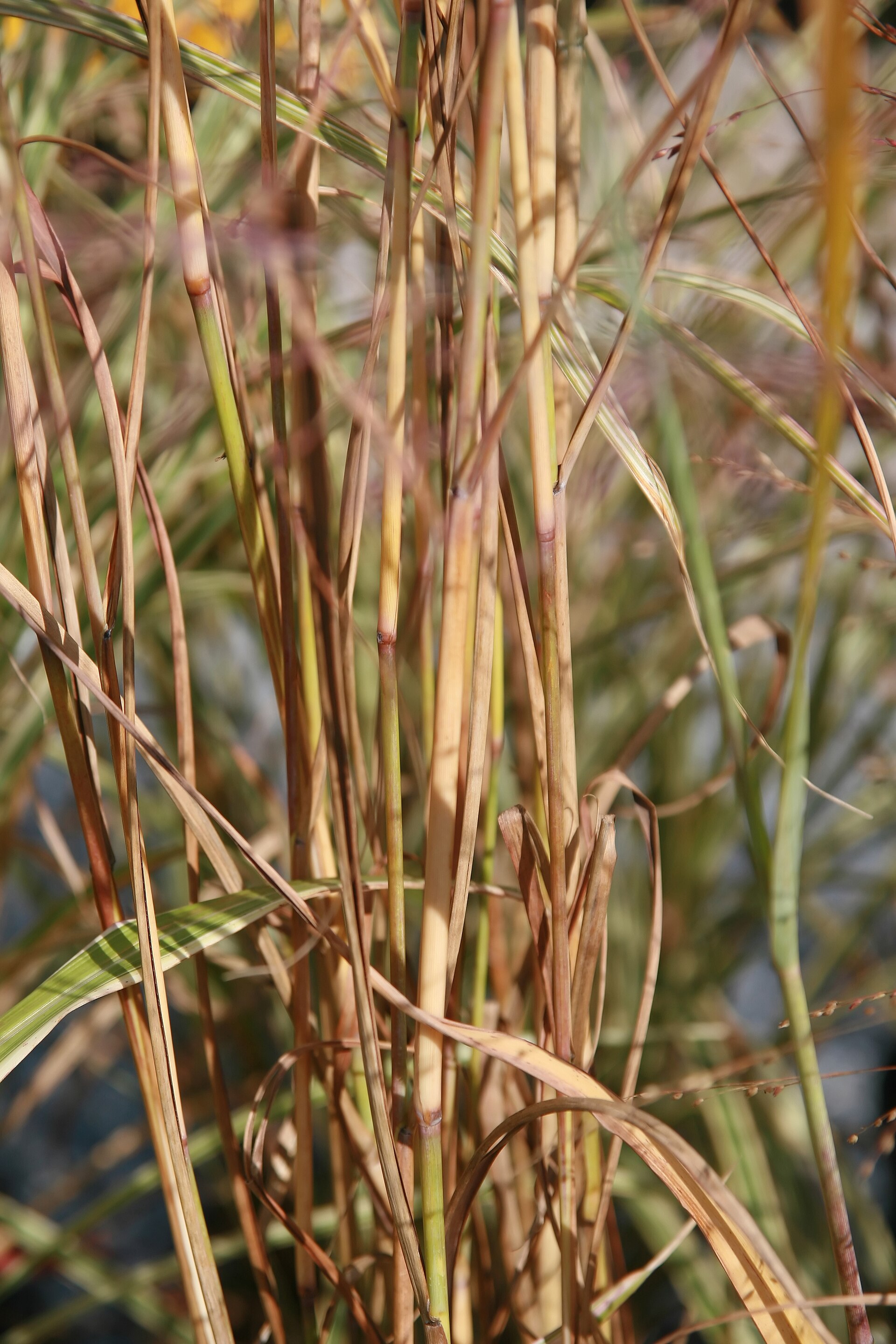 Switchgrass