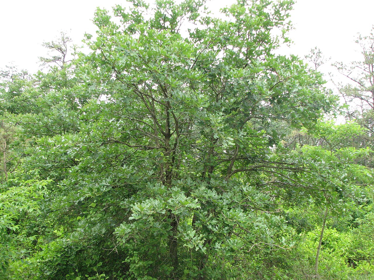 Post Oak