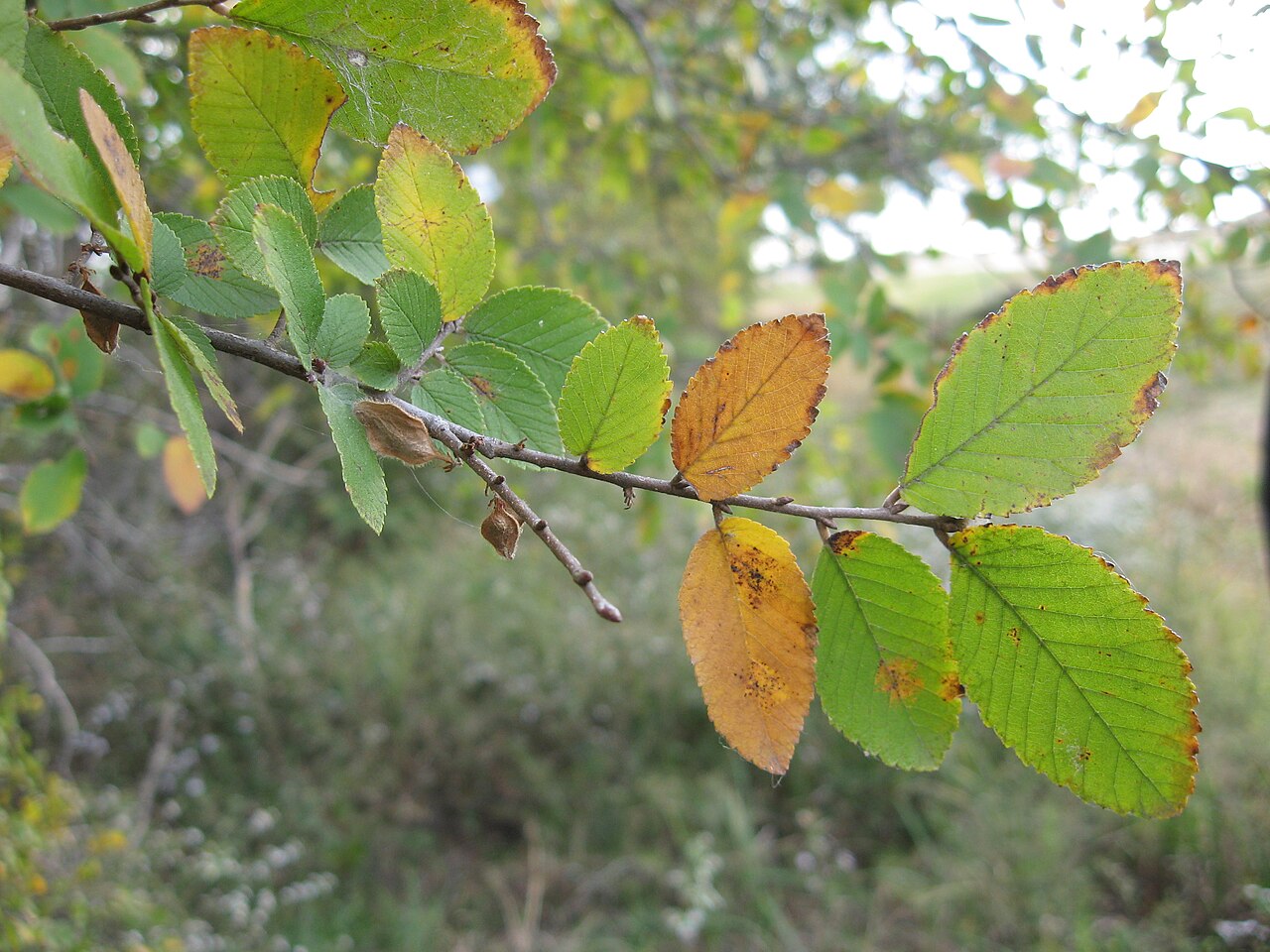 Cedar Elm — detail