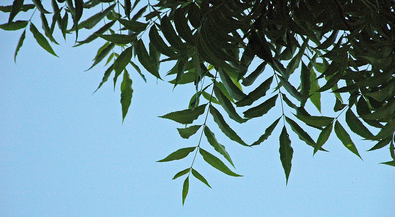 Pecan