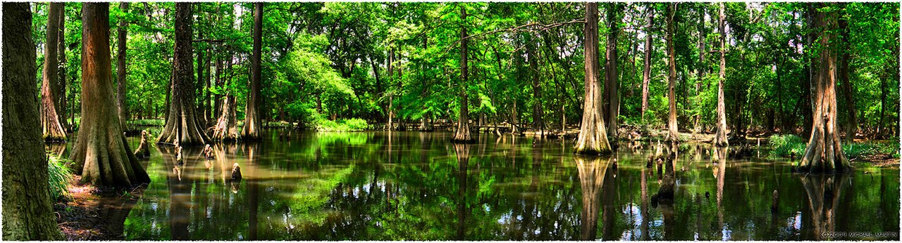 Bald Cypress