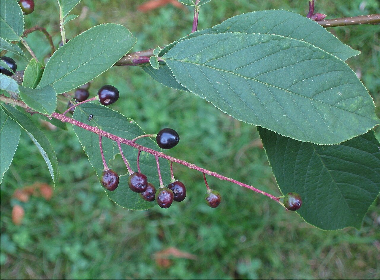 Black Cherry — detail