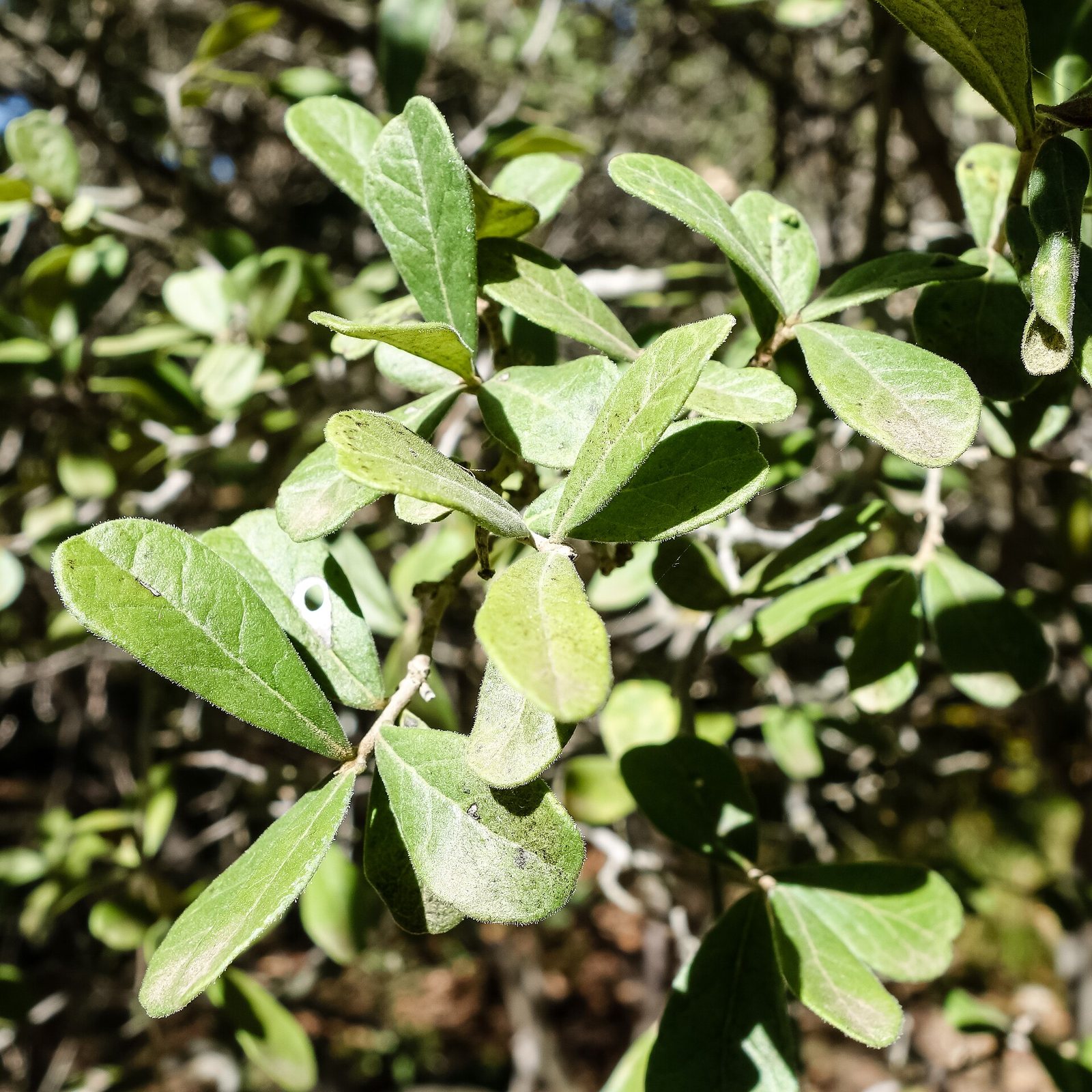 Texas Persimmon — detail