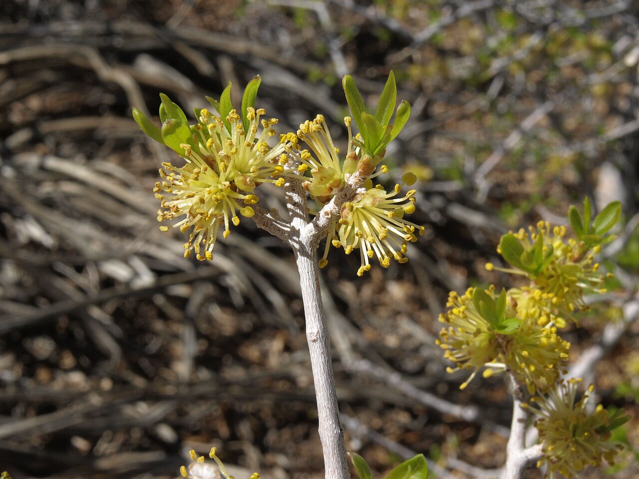 Elbowbush — detail