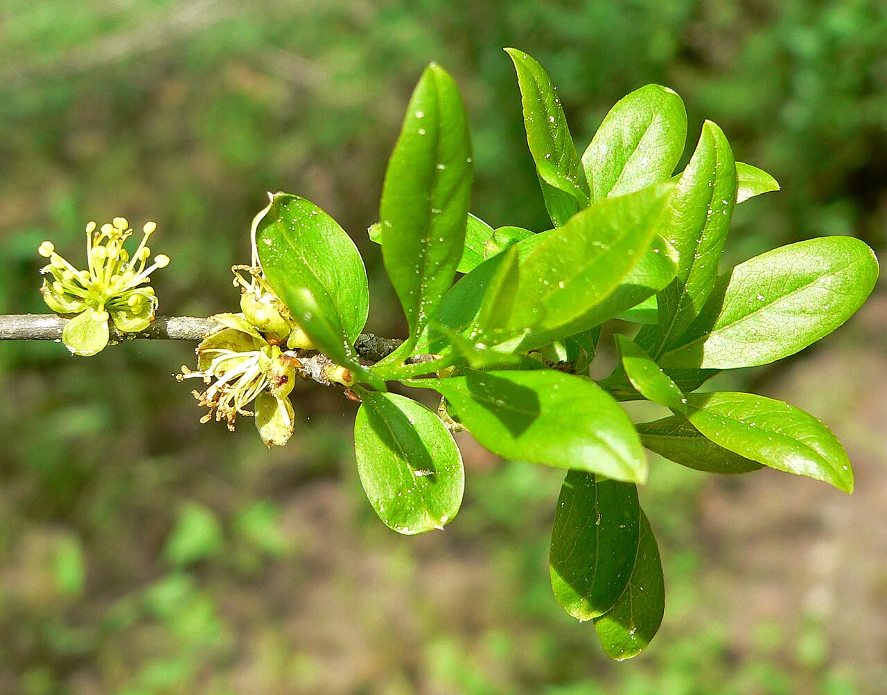 Elbowbush