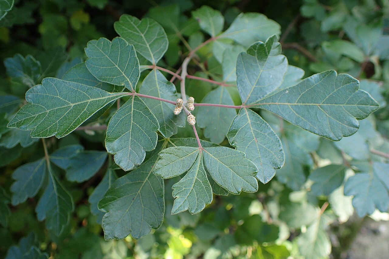 Fragrant Sumac