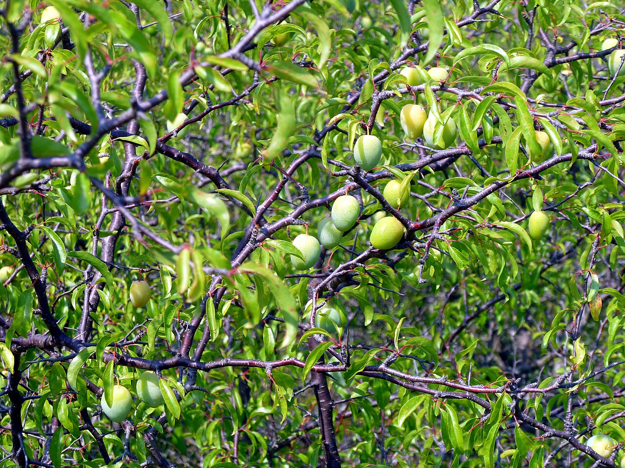 Chickasaw Plum — detail