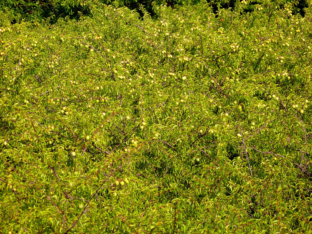 Chickasaw Plum