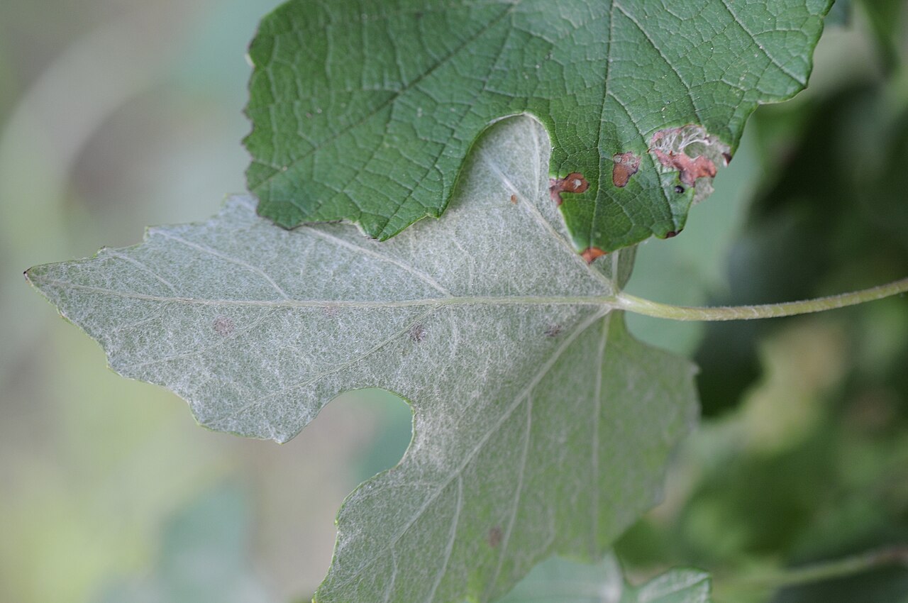 Mustang Grape — detail
