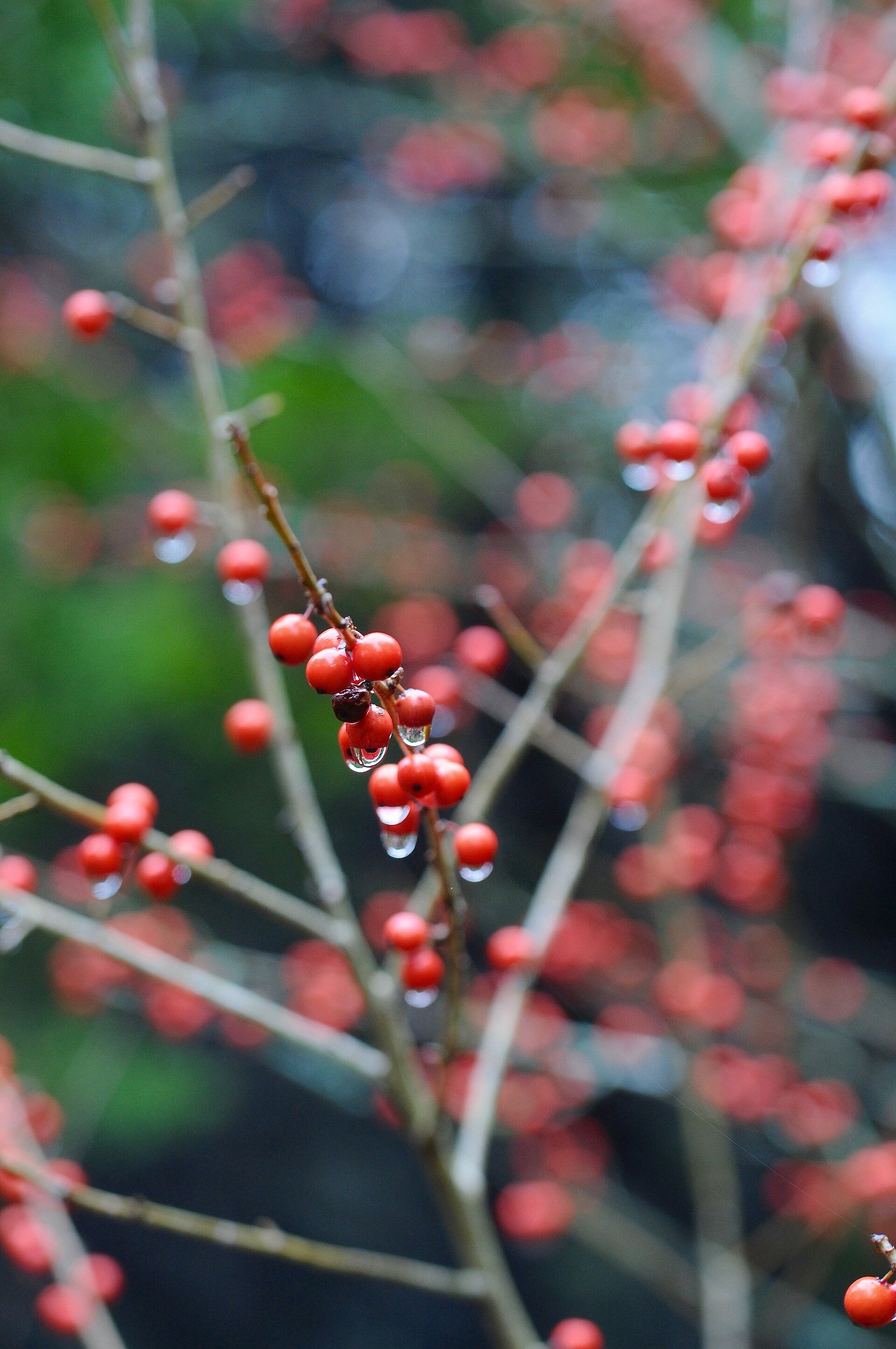 Possumhaw Holly