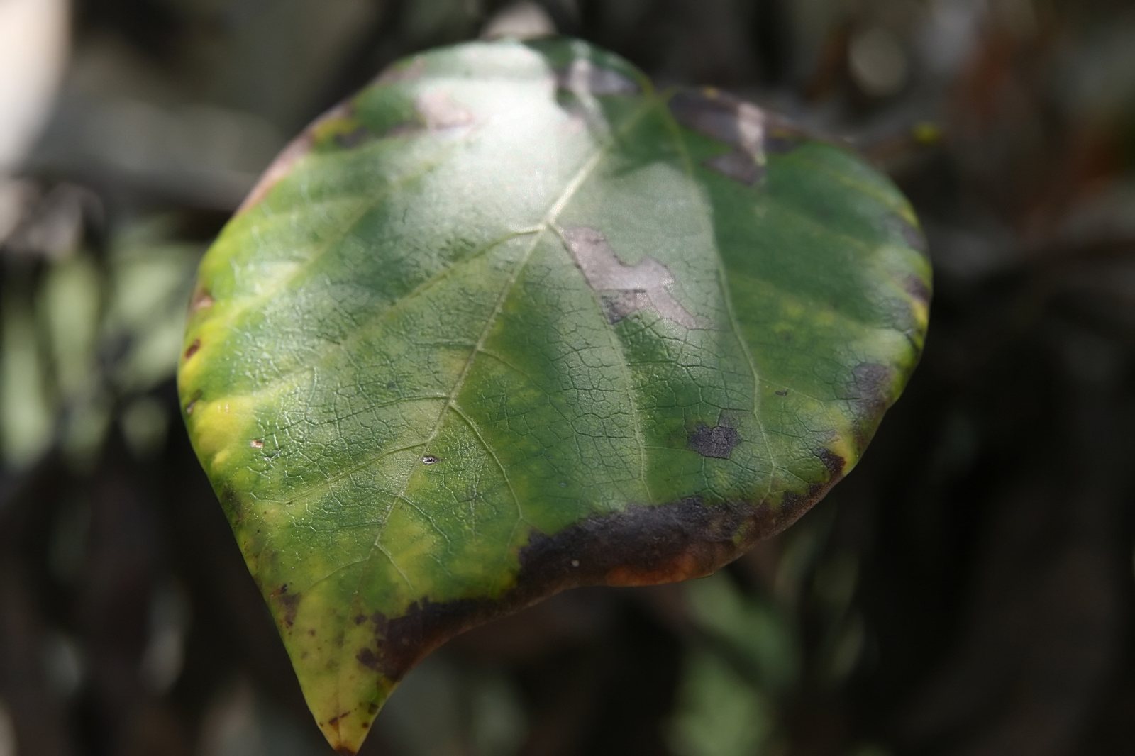 Texas Redbud — detail