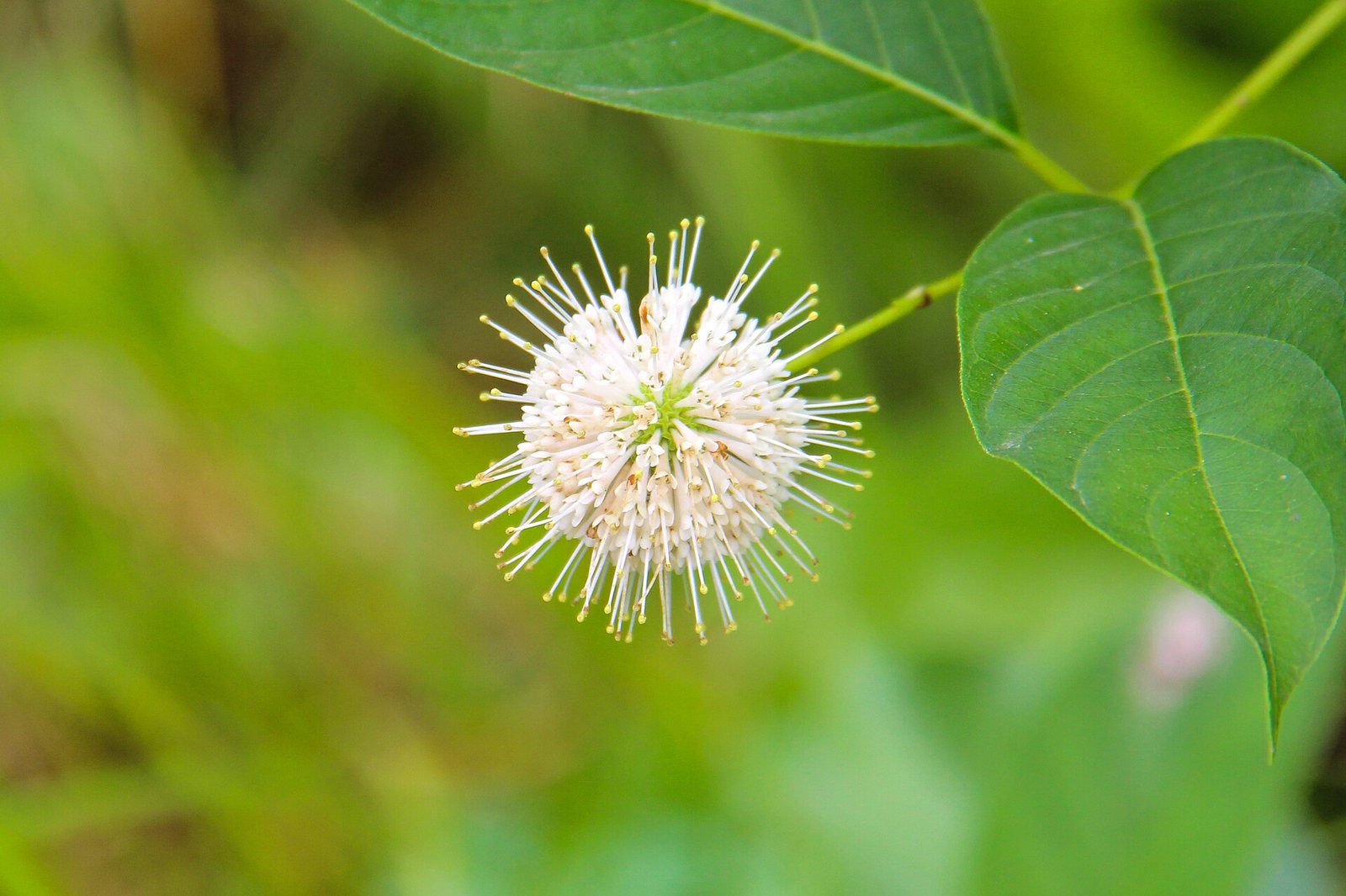 Buttonbush — detail
