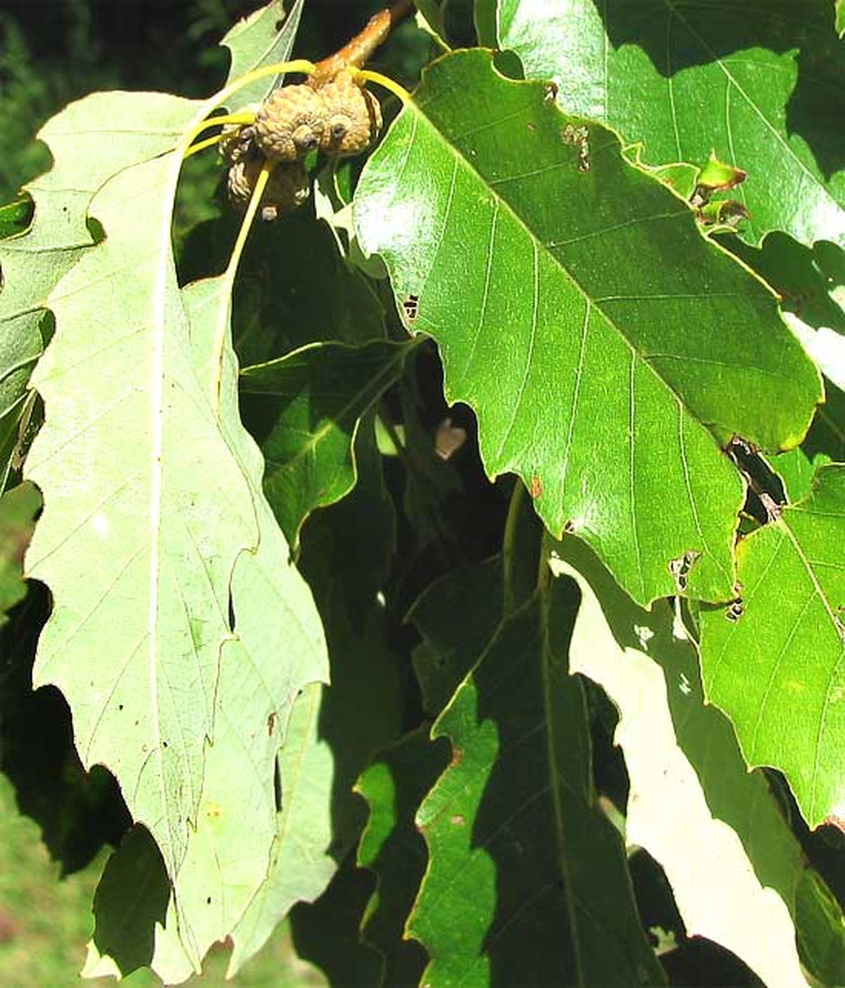 Chinkapin Oak — detail